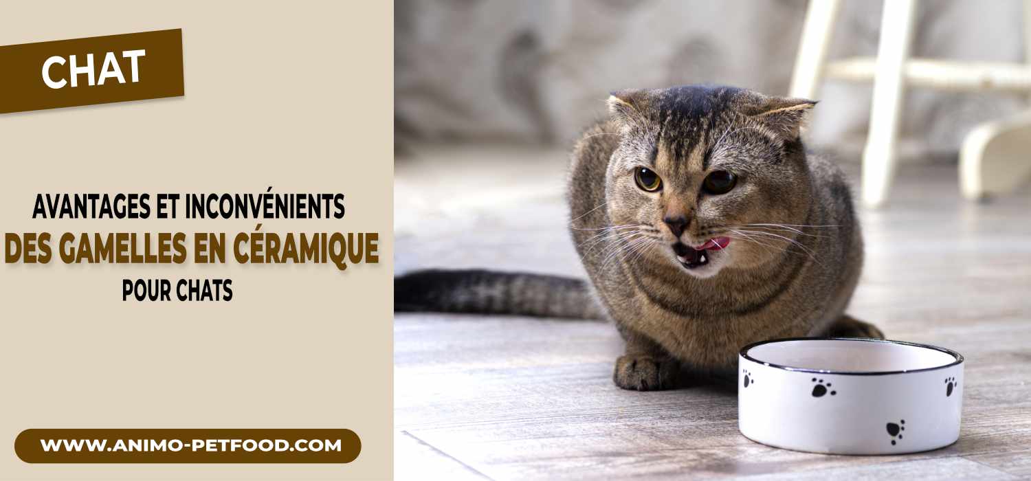avantages-et-inconvenients-des-gamelles-en-ceramique-pour-chats